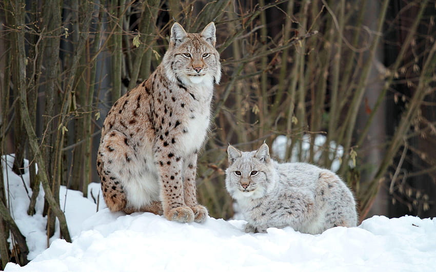 Lynx Full and Backgrounds, lynxes HD wallpaper