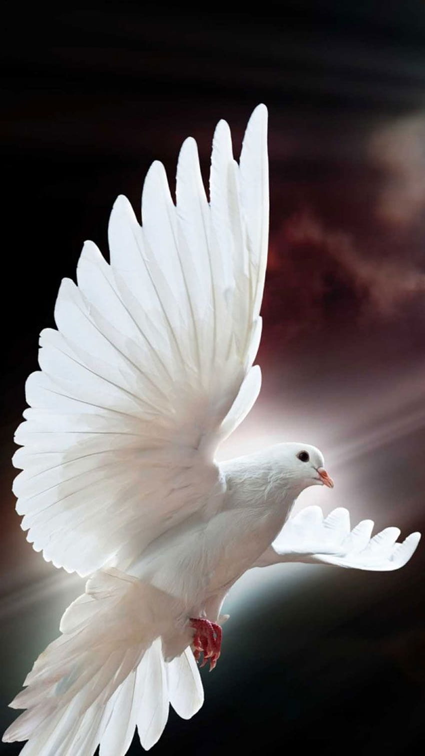 Happy APPS: Dove Live, white dove android HD phone wallpaper