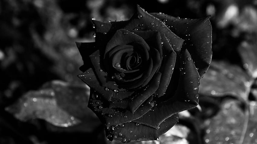 Black Rose Backgrounds, mawar tunggal dalam kegelapan Wallpaper HD