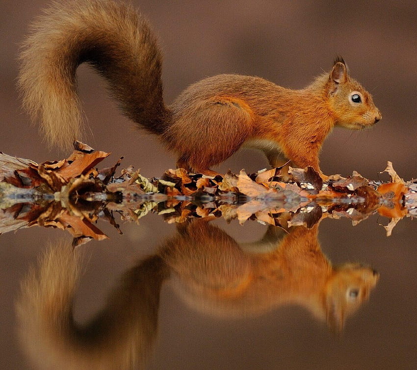 5 Squirrel, red squirrel HD wallpaper