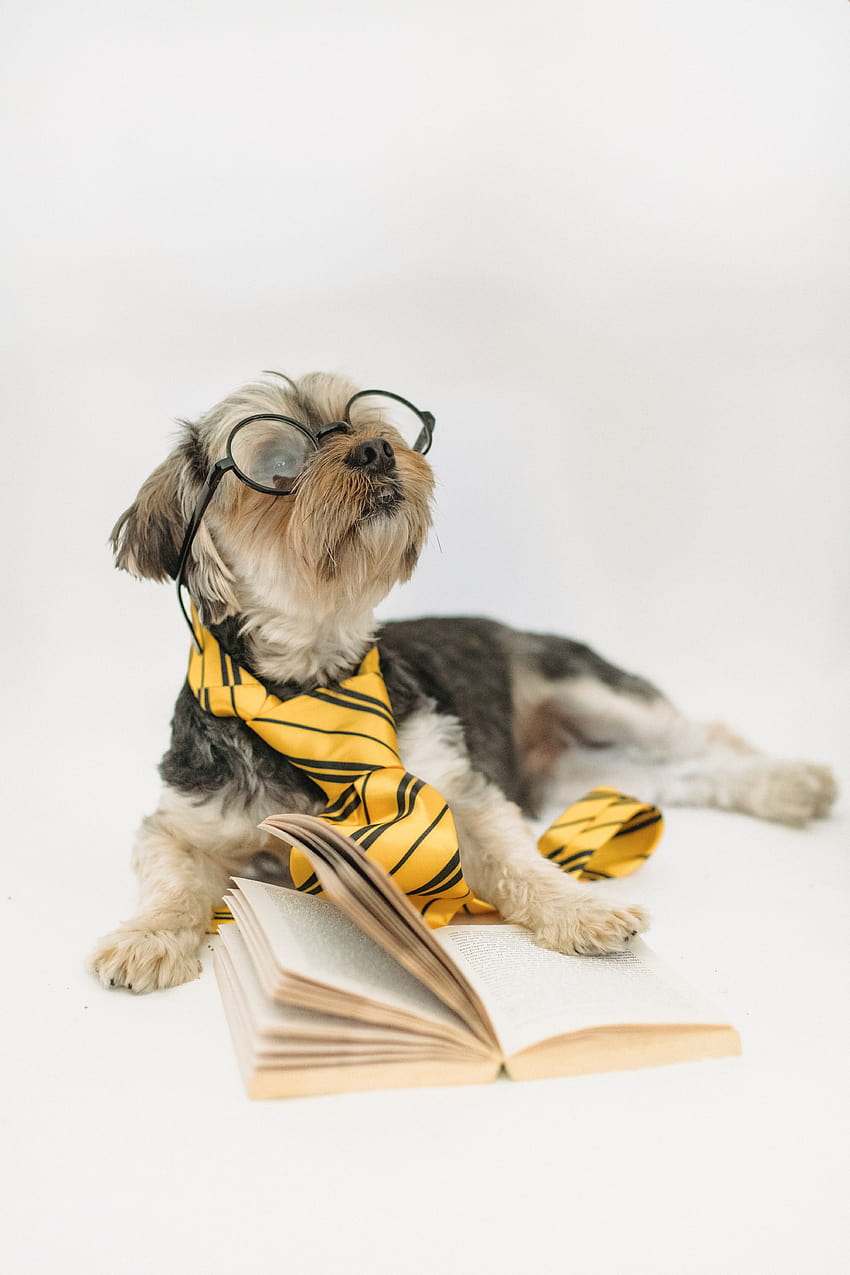 Funny puppy in eyeglasses with opened book · Stock, dog with glasses HD phone wallpaper