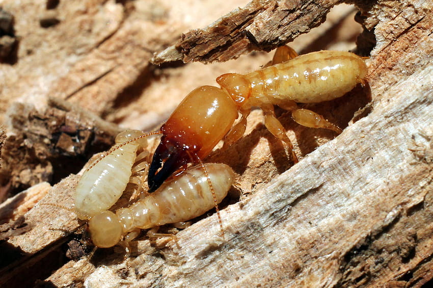 Termites High Quality HD wallpaper