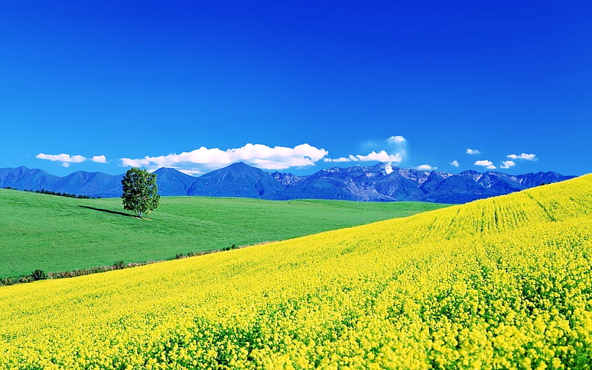 花、黄色、畑、春、地球、自然、風景、晴れ、空、山、丘、木、緑、草、美しさ、モバイルの背景 高画質の壁紙