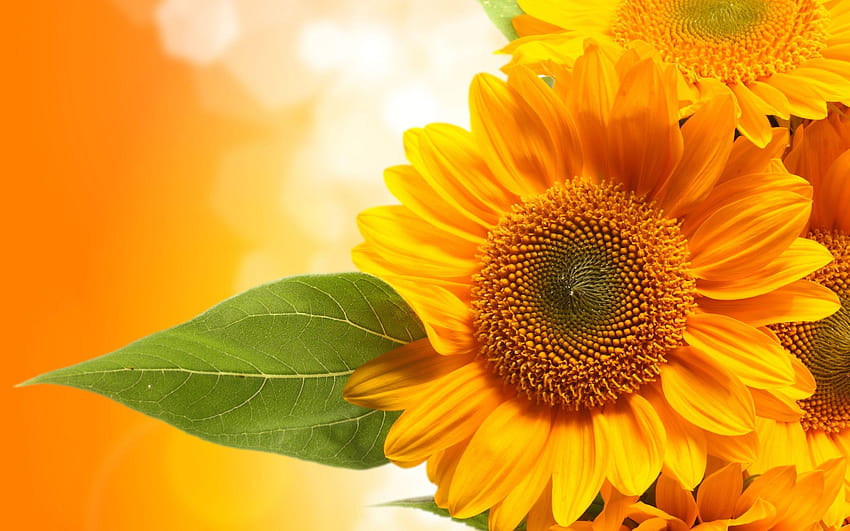 Bunga Orange Sunflower dan latar belakang, helianthus annuus Wallpaper HD