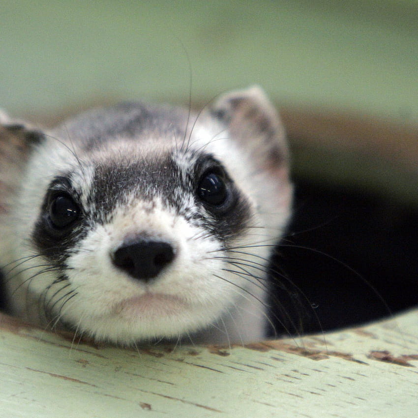 Enviros sue feds over protection for disappearing ferret, black footed ferret HD phone wallpaper