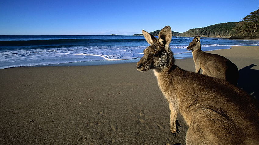 Canguro canguros grises orientales en la playa, playa oriental fondo de pantalla