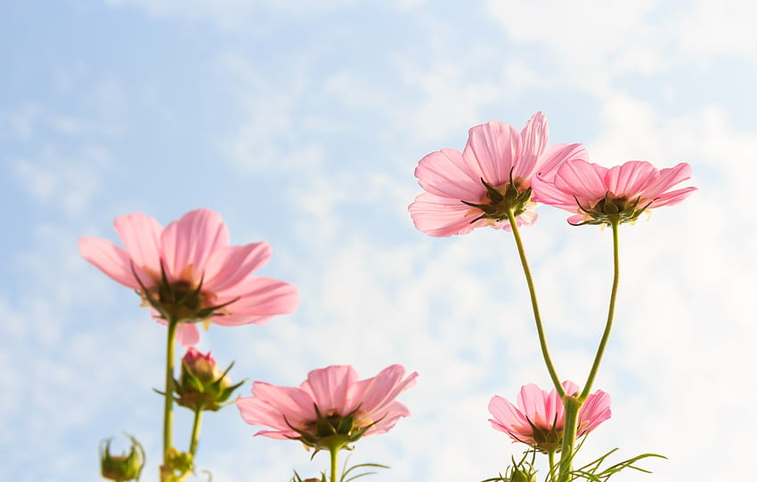 bidang, musim panas, langit, matahari, bunga, warna-warni, padang rumput, musim panas, pink Wallpaper HD