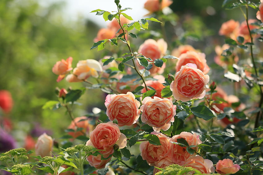 толкова много розови рози Масора цъфтят в дивите, цъфтящи градини HD тапет