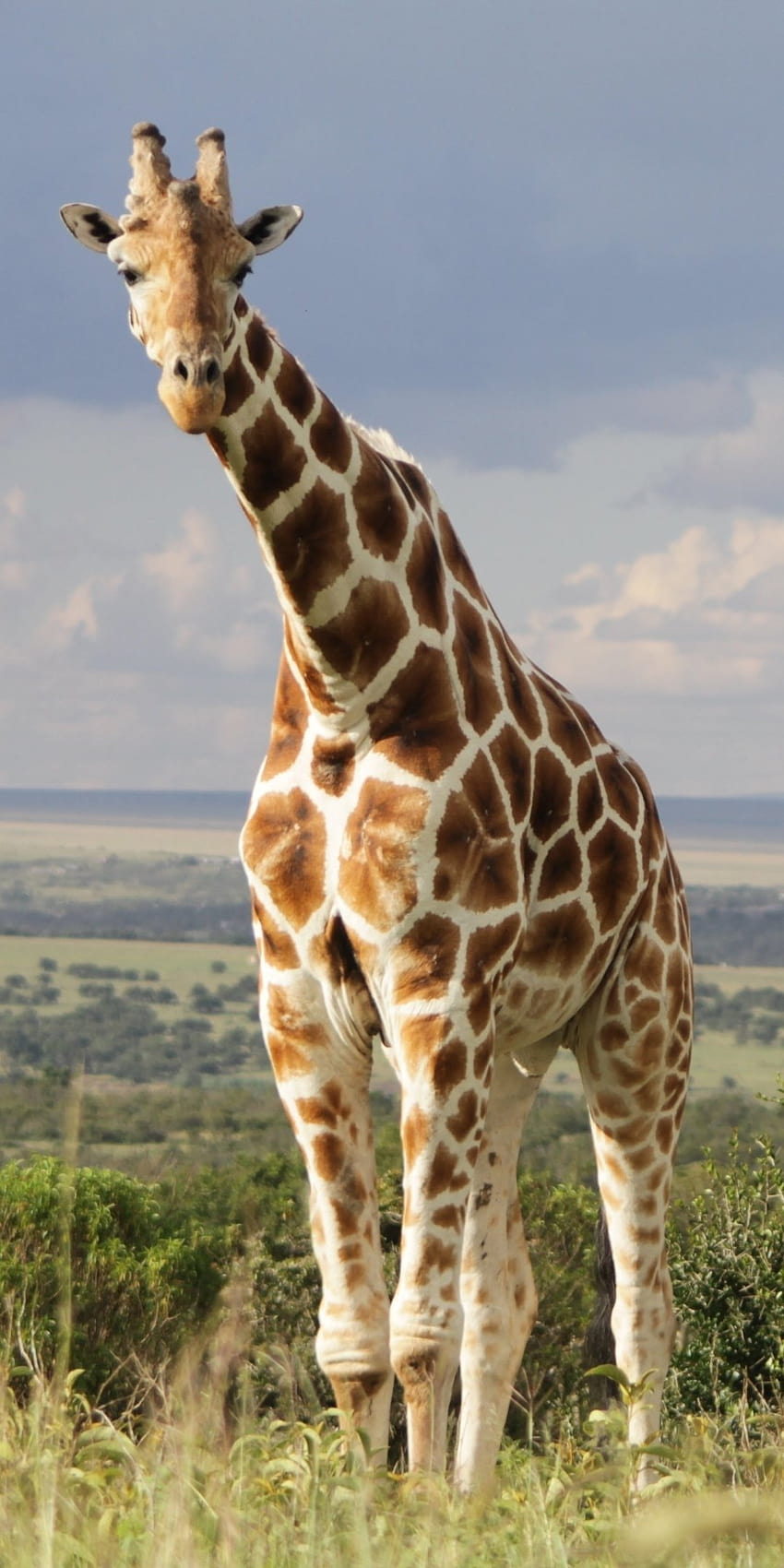 Zwierzęca żyrafa, 2022 żyrafa Tapeta na telefon HD