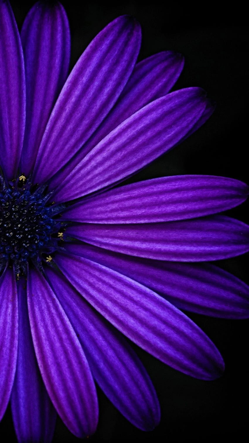 연한 보라색 꽃 iPhone, 꽃 초상화 amoled HD 전화 배경 화면