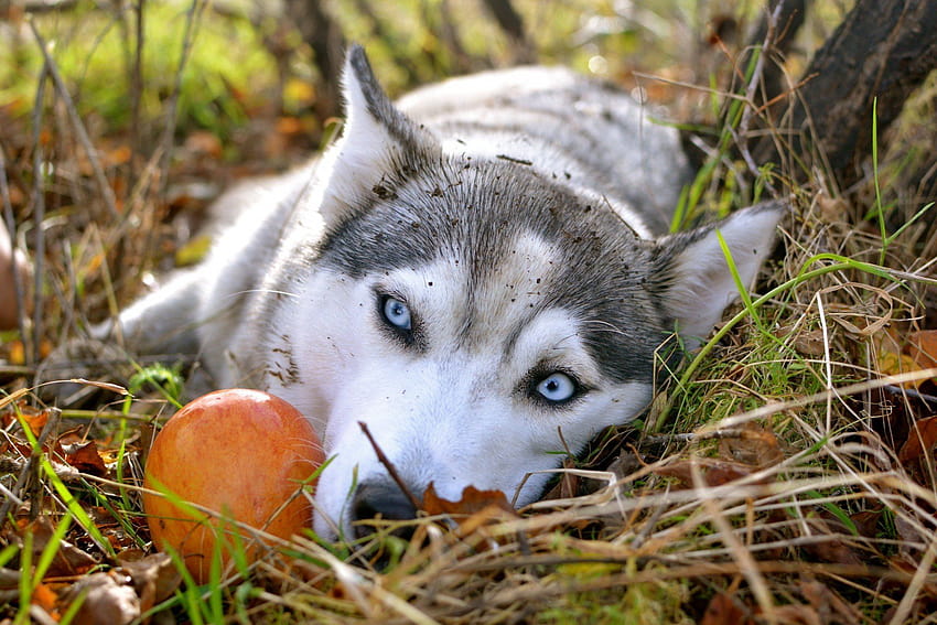 Autumn Apple Siberian Husky Sad Eyes, autumn husky HD wallpaper