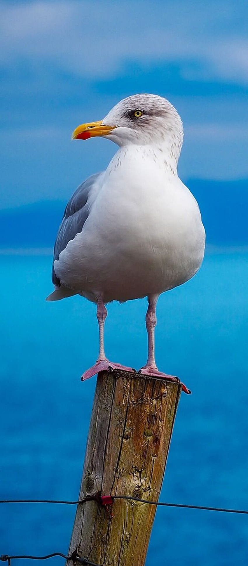O dzikich zwierzętach: ptak mewa stojący na drewnianym słupku, ptak morski Tapeta na telefon HD