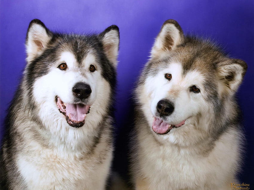 Perros Huskies siberianos y s, cachorros de husky siberiano fondo de pantalla