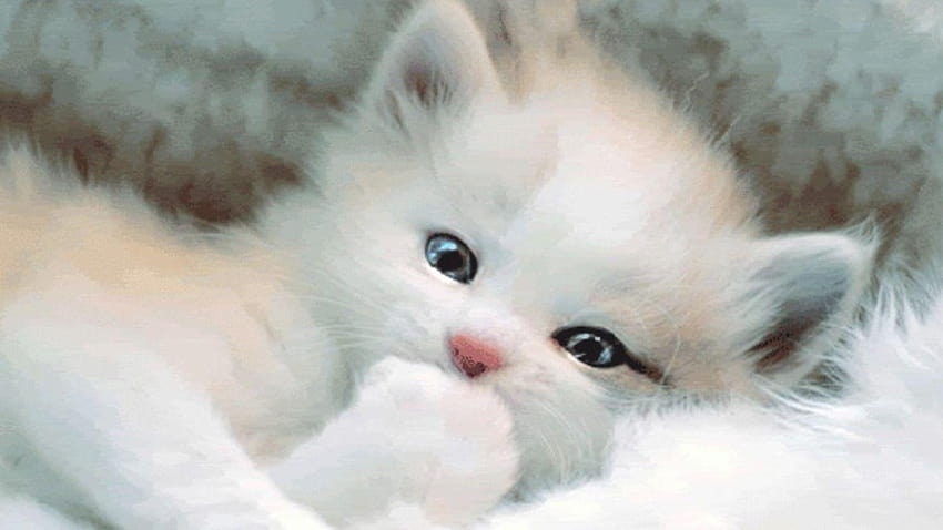 Hite Cats And Kittens , Backgrounds, cute white cat HD wallpaper | Pxfuel