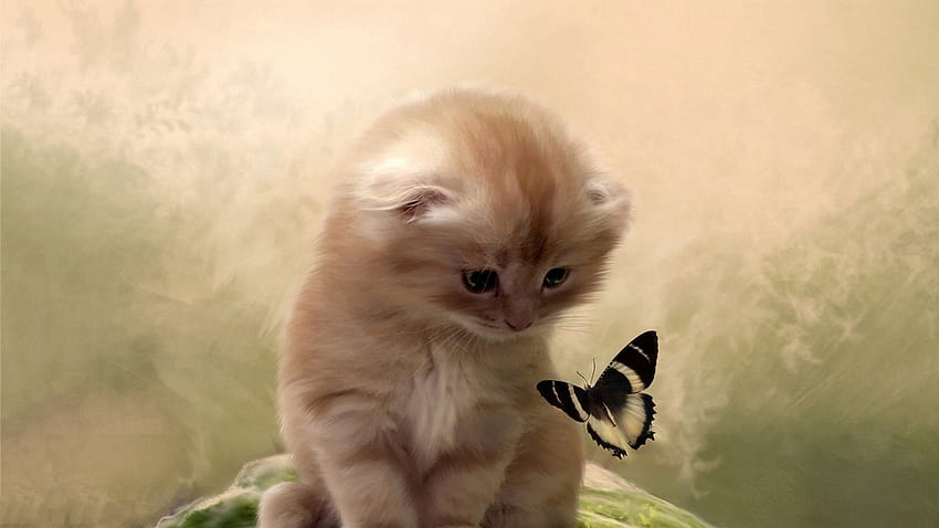 Butterflies Flutter Kitten , cat and butterfly HD wallpaper