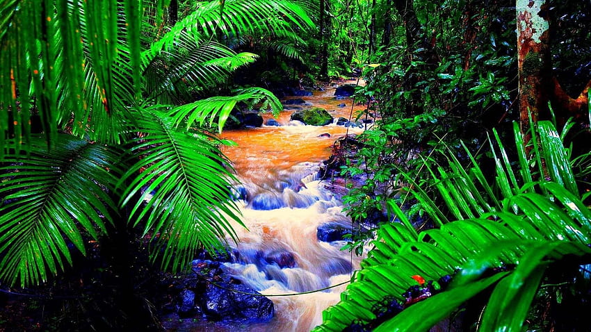 Tropical Rainforest, rainbow rainforest HD wallpaper