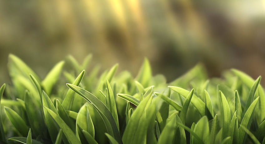 Augenschutz aus grünem Gras HD-Hintergrundbild