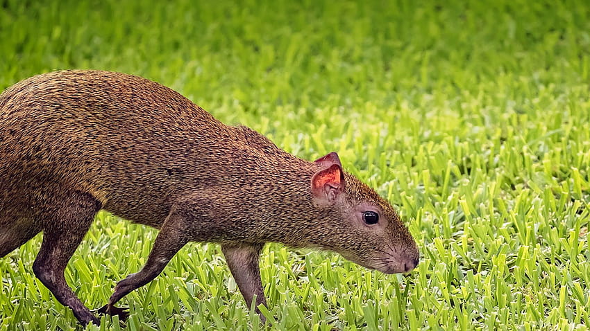 Agouti: this rodent can jump up to 6 feet HD wallpaper