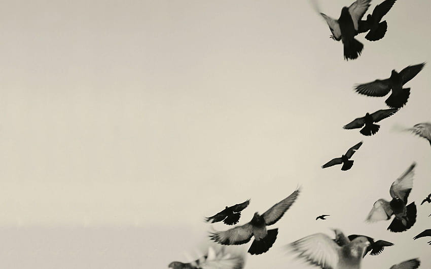 birds flying wallpaper black and white