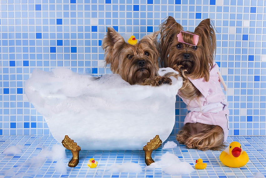 Zabawna kąpiel dla psów Tapeta HD