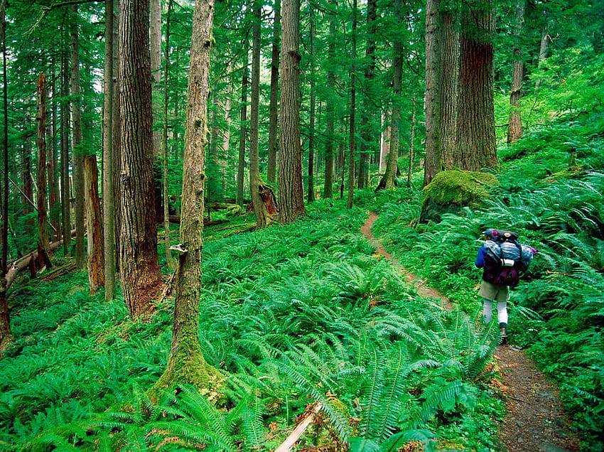 on my next trip home I really want to hike the Hoh rainforest., hiker HD wallpaper