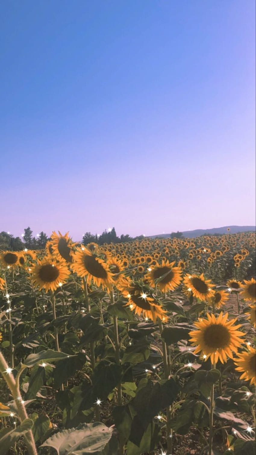 sunflower field, summer sunflower retro HD phone wallpaper