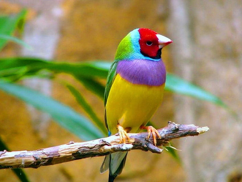Cute little beautiful bird, beautiful birds HD wallpaper | Pxfuel