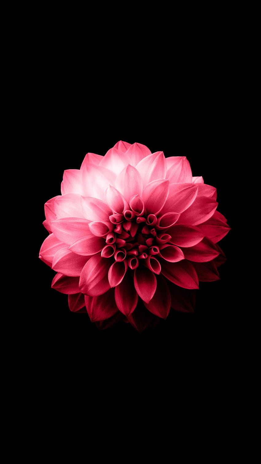 Amoled preto, flor amoled Papel de parede de celular HD