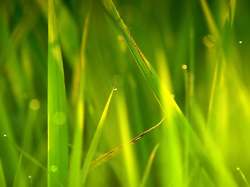 Keywords Tall Grass Tall Grass, in the tall grass HD wallpaper