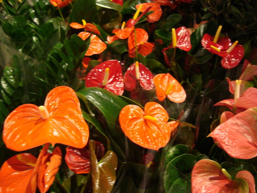 I just want an orange anthurium. I really want a yellow one, but, anthurium hydrangea HD wallpaper