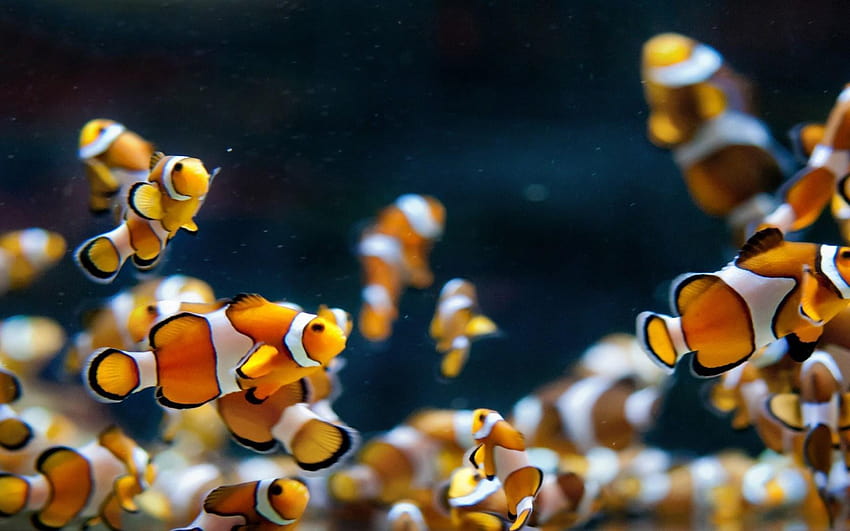Aquarium Fish Clowns : : High, ikan HD wallpaper