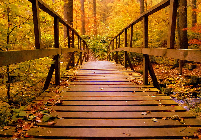 Wooden Bridge Forest Autumn Leaves, Nature, Backgrounds, and, autumn bridge HD wallpaper