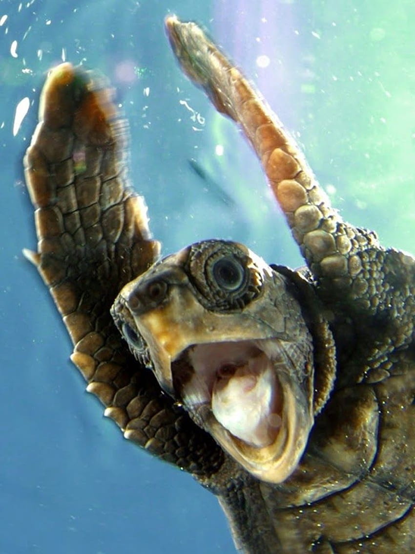 Galaxy Note : Funny Turtle Galaxy Note HD phone wallpaper