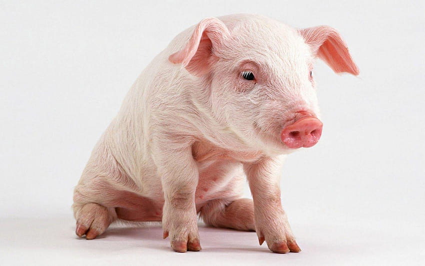 Original Cute Pig Mobile Phone Wallpaper Background Wallpaper Image For  Free Download - Pngtree