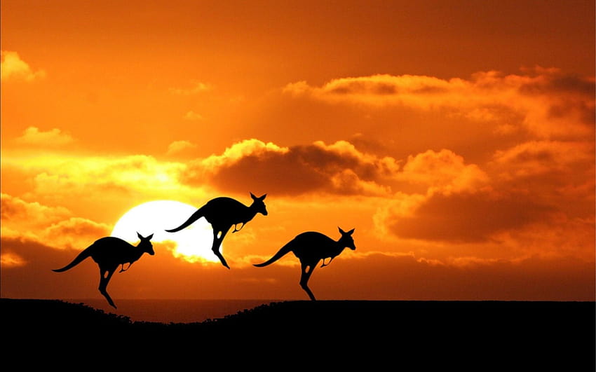 日没時のオーストラリアのカンガルー、 高画質の壁紙