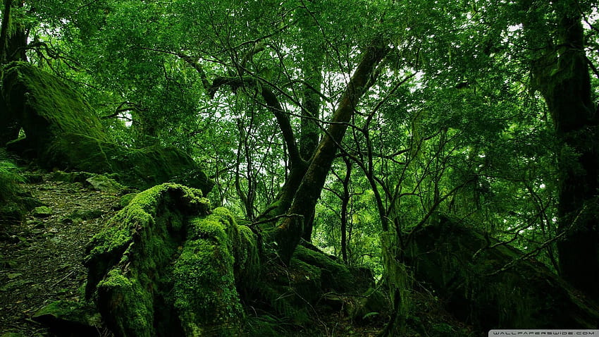Dense Forest, rainforest path ultra HD wallpaper