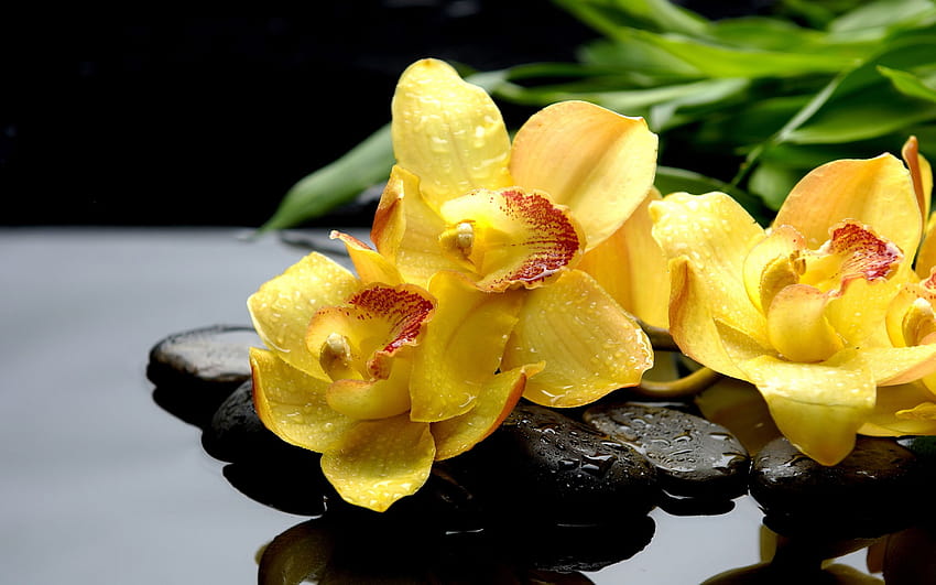 Żółte storczyki, ślub orchidei Tapeta HD