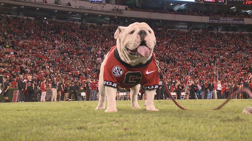 Que to take over as Uga X during the Georgia Southern game, university of georgia HD wallpaper