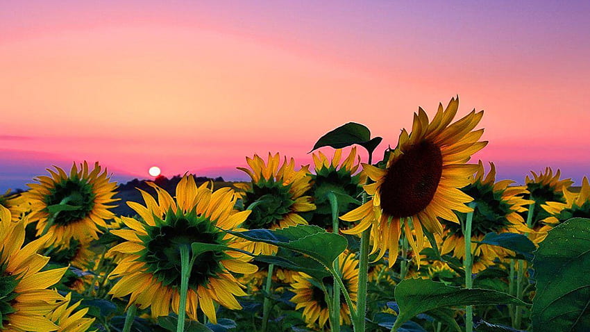 100 Sunflower Desktop Background s  Wallpaperscom