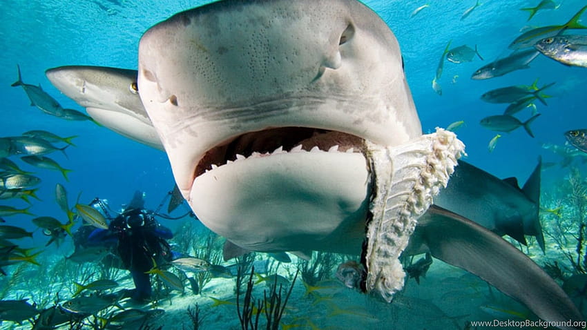 Sand Tiger Shark Ocean Underwater World Sharks Reef Fish Hd Wallpapers For  Mobile Phones And Laptops : Wallpapers13.com