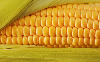 Premium Vector | Corn doodle pattern wallpaper natural