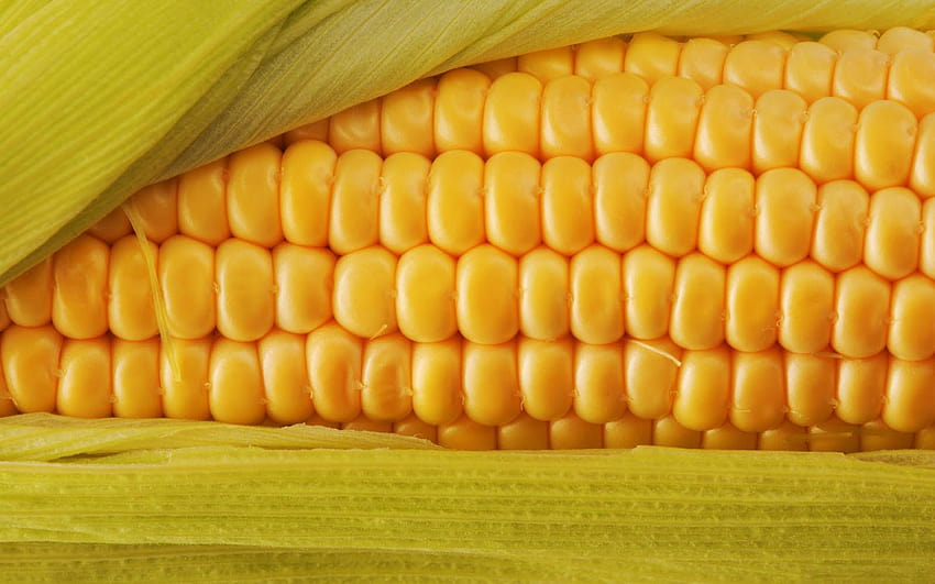 maíz, granos de maíz, maíz en la mazorca, maíz dulce, maíz, alimentos naturales fondo de pantalla