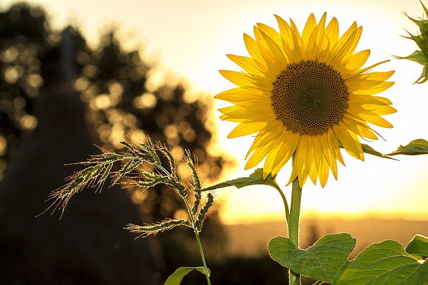 Un solo girasol a la luz del atardecer, girasol al atardecer fondo de  pantalla | Pxfuel