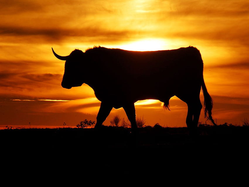 Best 3 Bull on Hip, sunset cow HD wallpaper