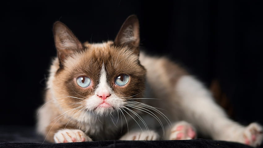 Grumpy Cat, amata star dei meme di Internet, muore all'età di 7 anni, meme di gatto scontroso Sfondo HD