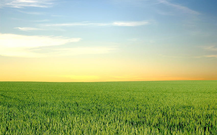 ทุกวัน : ทุ่งหญ้าเขียวขจีและท้องฟ้าสีคราม นาข้าวเขียวขจี วอลล์เปเปอร์ HD