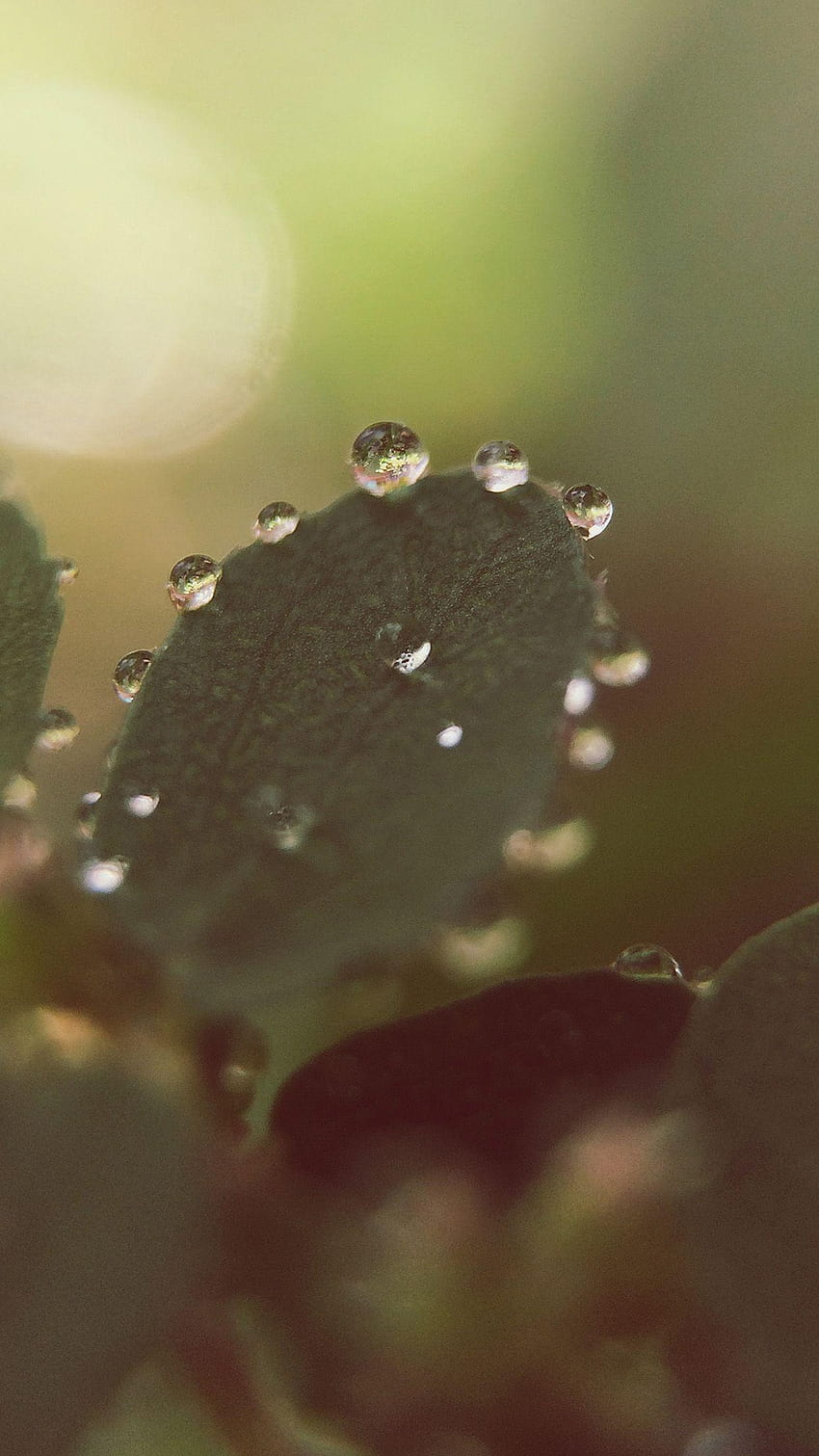 ธรรมชาติ น้ำค้างยามเช้า ใบไม้ ดอกไม้ ฝน แอนดรอยด์ น้ำค้างยามเช้าบนใบไม้ วอลล์เปเปอร์โทรศัพท์ HD