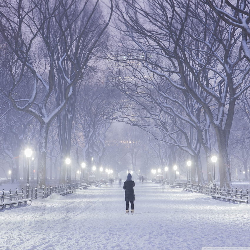 Central Park, New York City, Winter Backgrounds Ultra Backgrounds for U ...