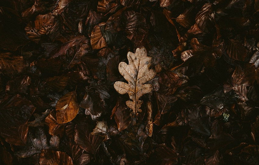 naturaleza, otoño, hojas, efecto de desenfoque, seco, s ultra, sección природа, el efecto de otoño fondo de pantalla