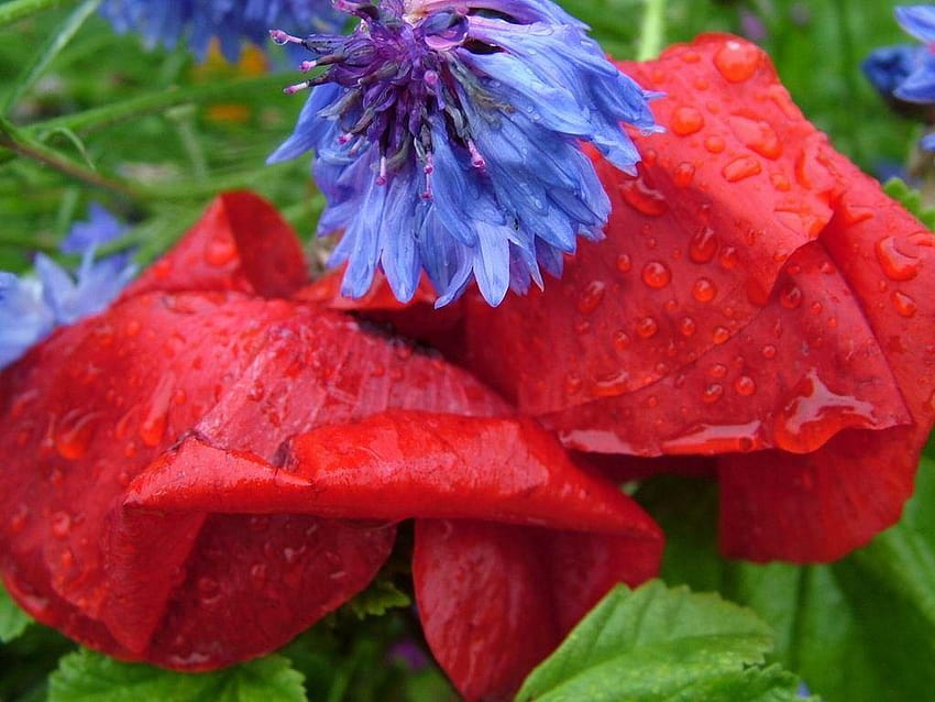 ดอกไม้: ดอกไม้สีแดงสวยงาม ฝน น้ำค้างข้าวโพด ดอกป๊อปปี้ ดอกป๊อปปี้ข้าวโพด วอลล์เปเปอร์ HD